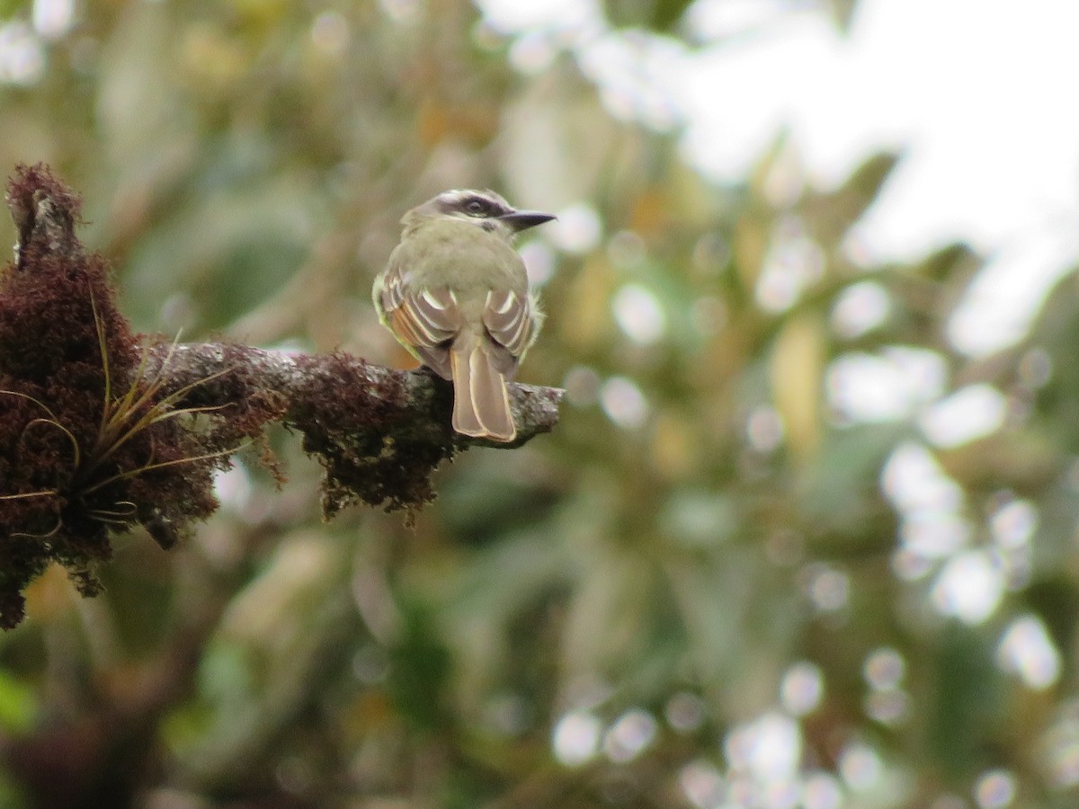 Golden-bellied Flycatcher - Hernán Fernández Remicio