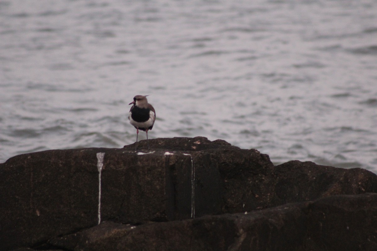 Southern Lapwing - ML588383751