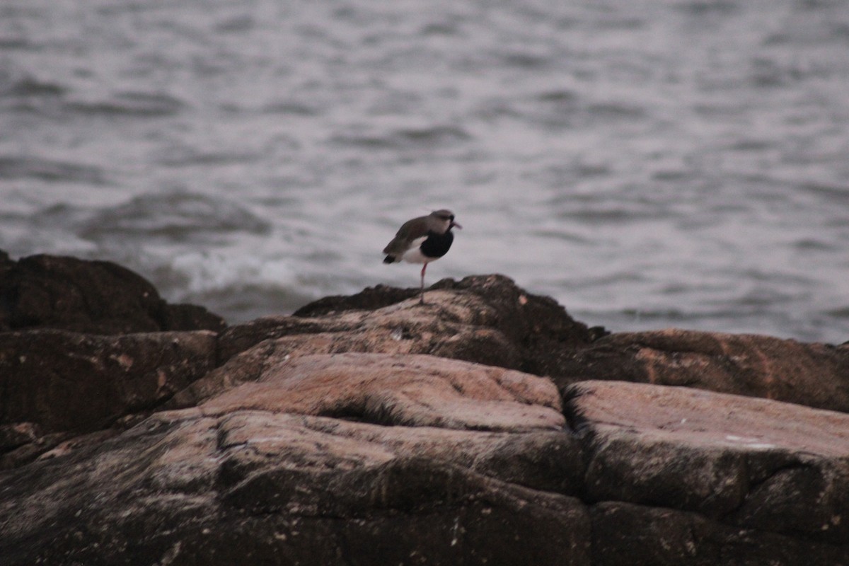 Southern Lapwing - ML588383781
