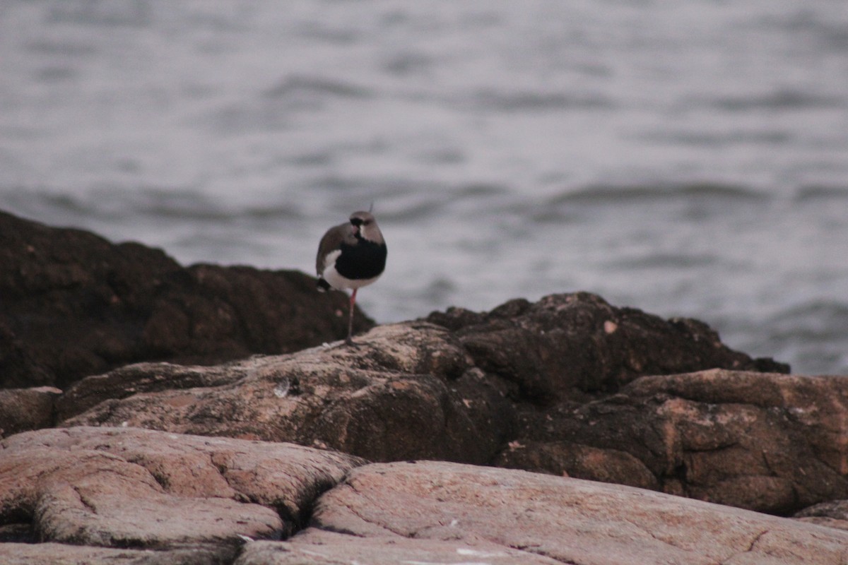 Southern Lapwing - ML588383801