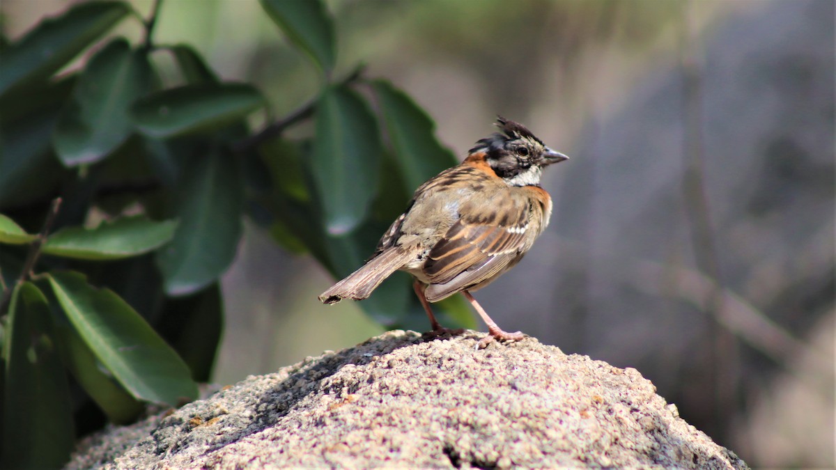 Rufous-collared Sparrow - José Panta Calderón