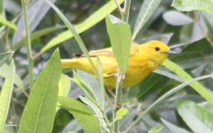 Yellow Warbler - ML588384011