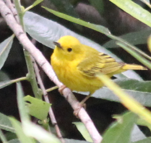 Yellow Warbler - ML588384021