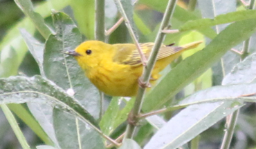 Yellow Warbler - ML588384031