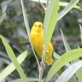 Yellow Warbler - ML588384041