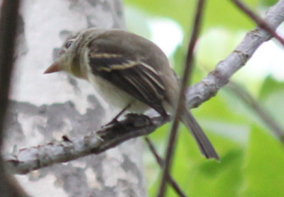 Western Flycatcher (Pacific-slope) - ML588384081