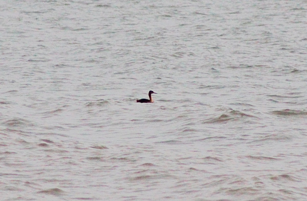 Great Grebe - ML588384471