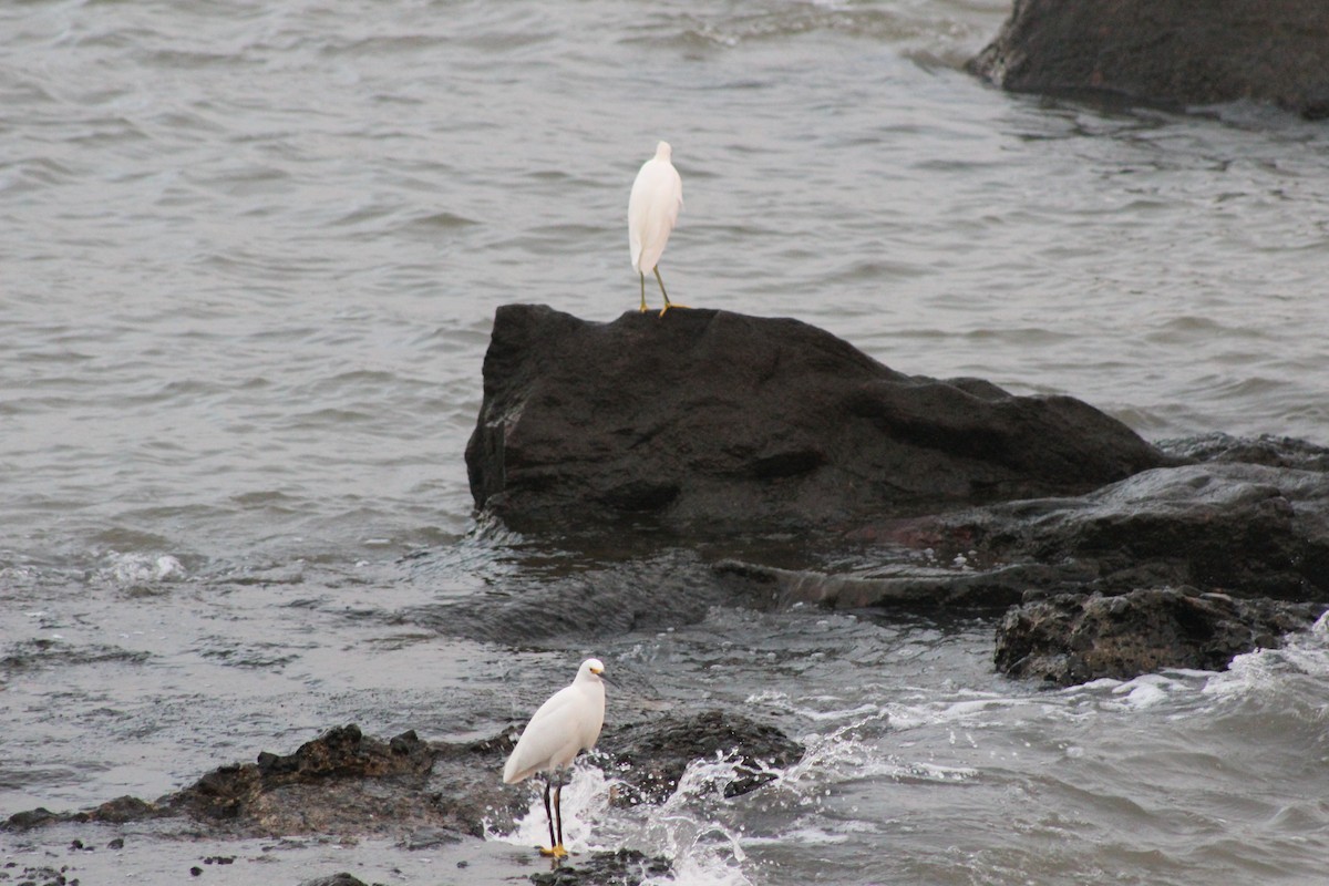 Snowy Egret - ML588384771