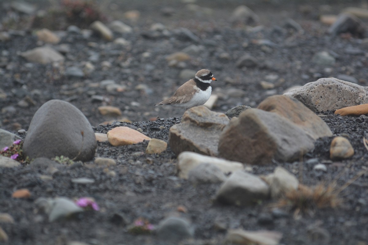 Common Ringed Plover - ML588385161