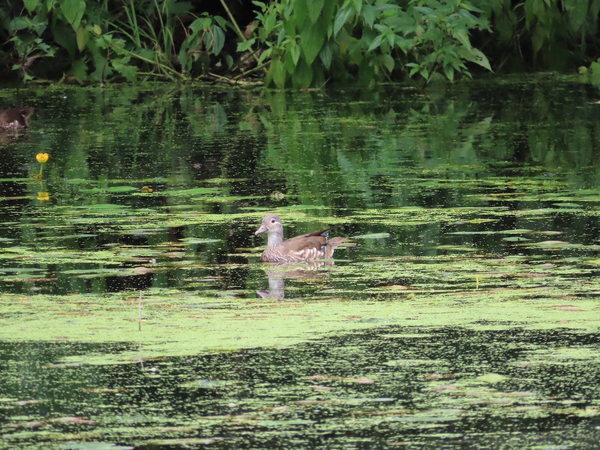 Mandarin Duck - ML588385701