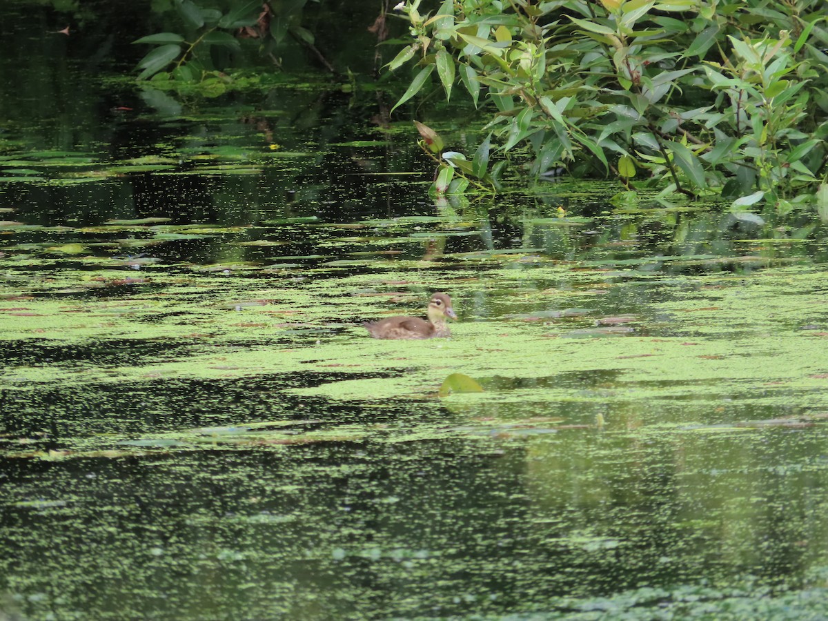 Mandarin Duck - ML588385721