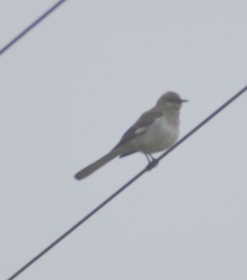 Northern Mockingbird - ML588385991