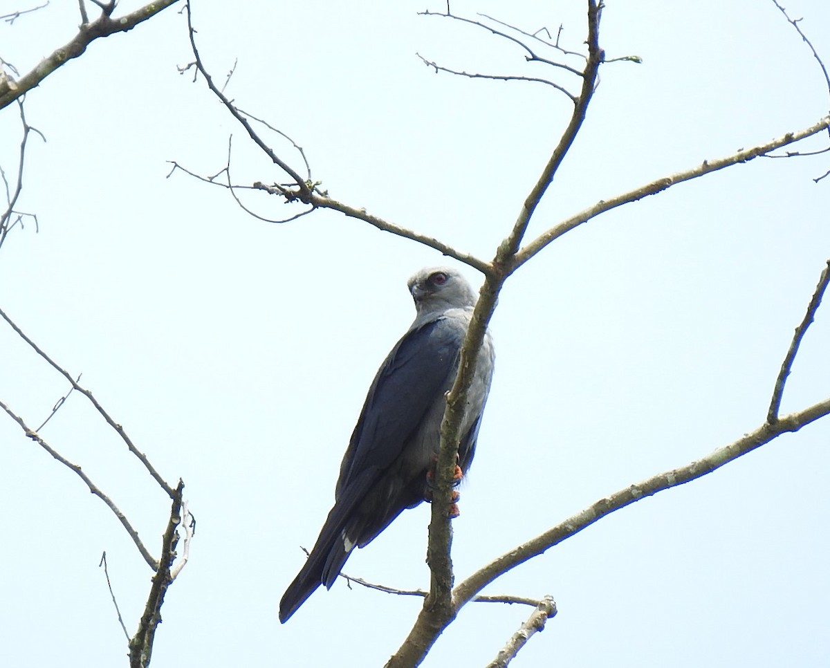 Plumbeous Kite - ML588386351