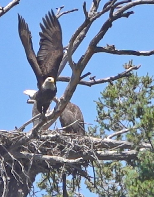 Weißkopf-Seeadler - ML588386921