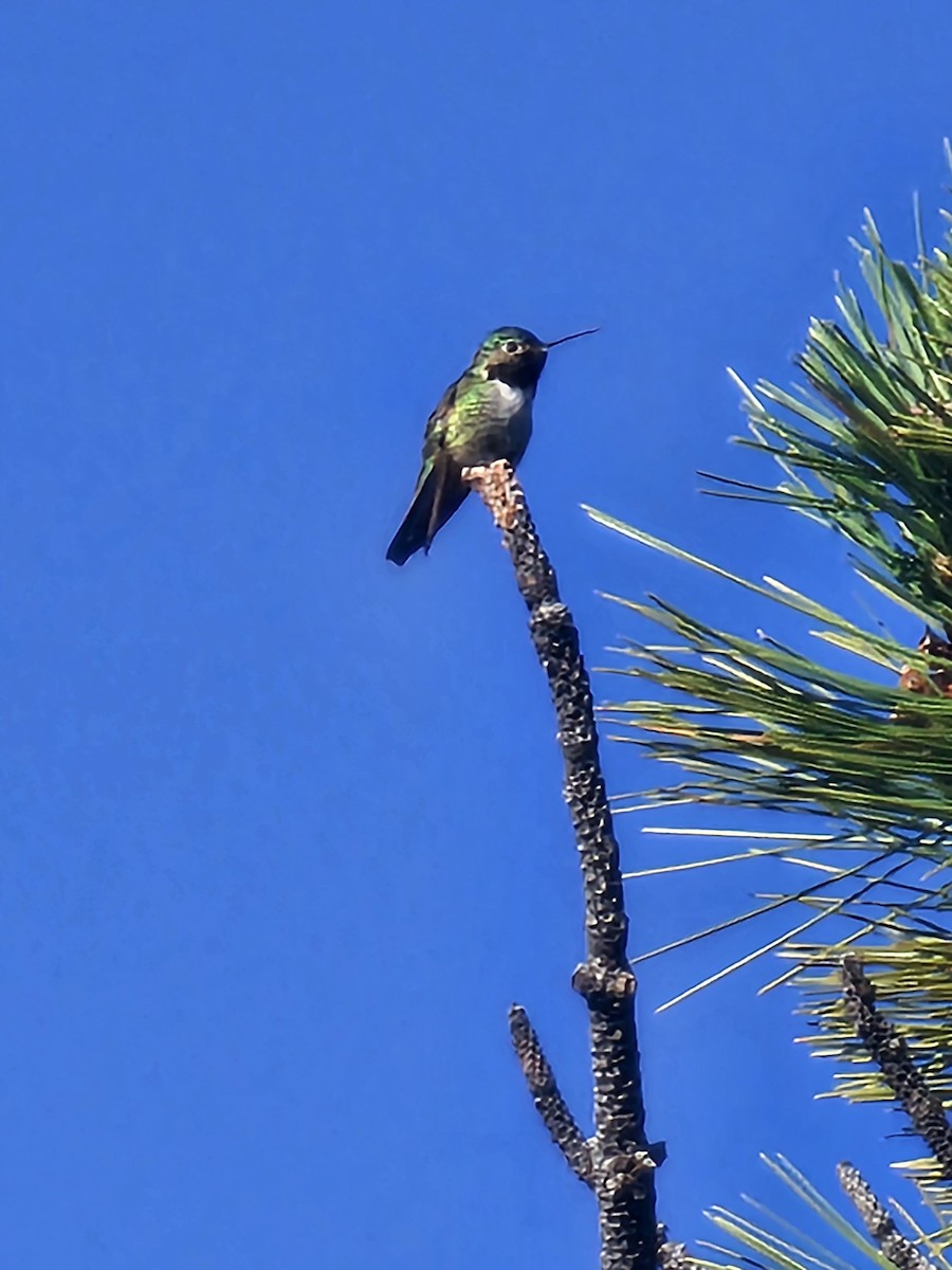 Broad-tailed Hummingbird - Joe Chen