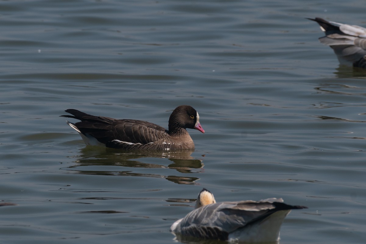 Lesser White-fronted Goose - ML588388221