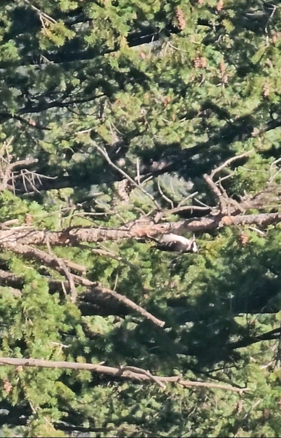 Hairy Woodpecker - Joe Chen