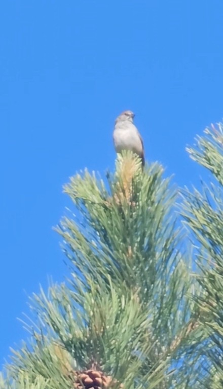 Green-tailed Towhee - Joe Chen