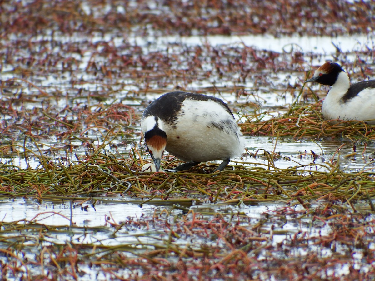 Hooded Grebe - Bobby Wilcox