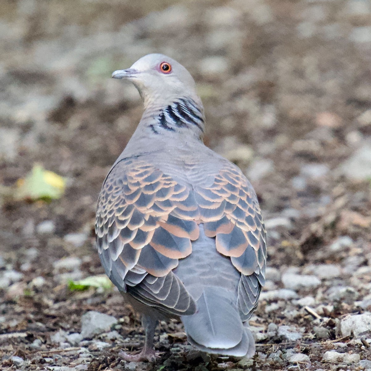 Oriental Turtle-Dove - Jack X