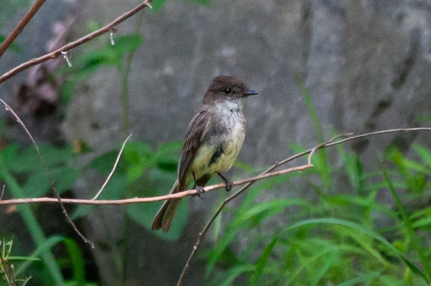 Eastern Phoebe - ML588392181