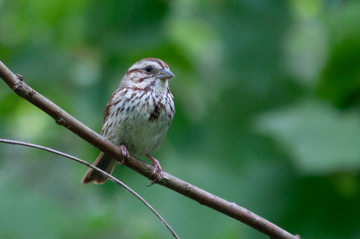 Song Sparrow - ML588392691