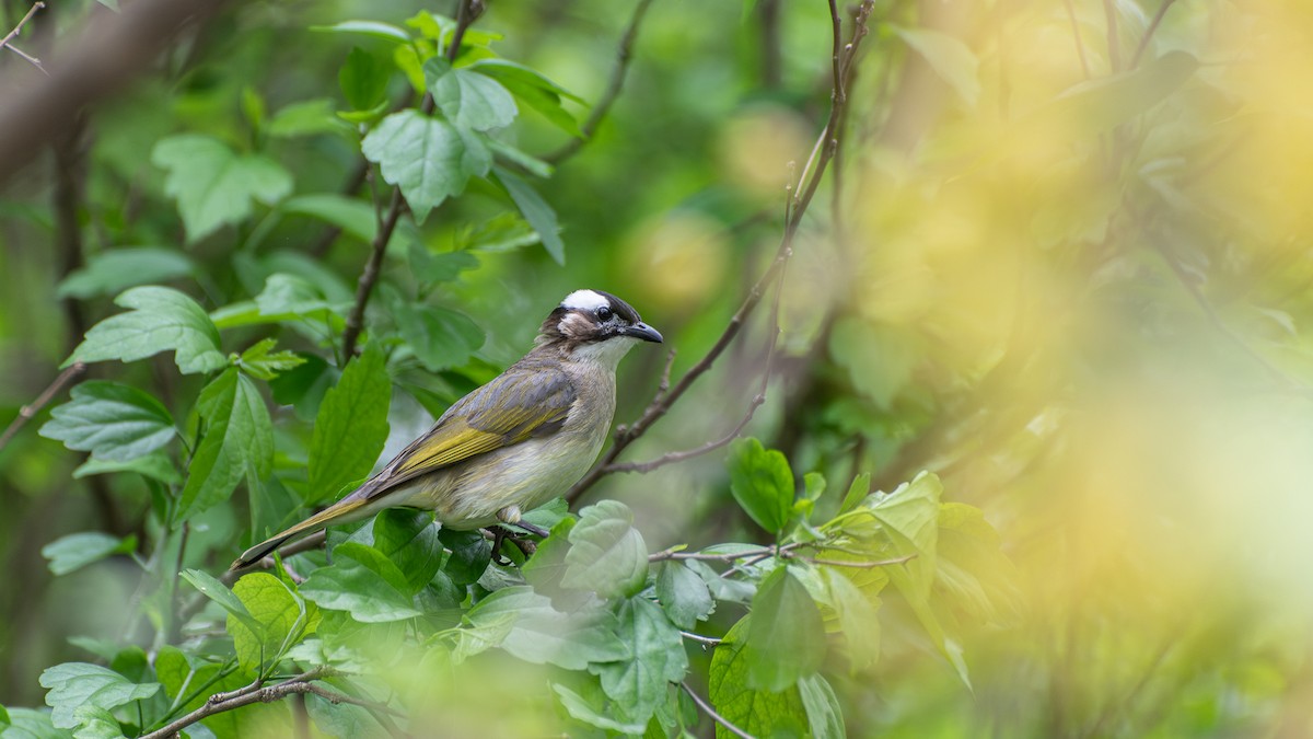 Light-vented Bulbul - ML588393041