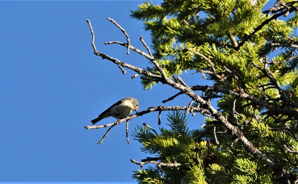 Ruby-crowned Kinglet - ML588393161