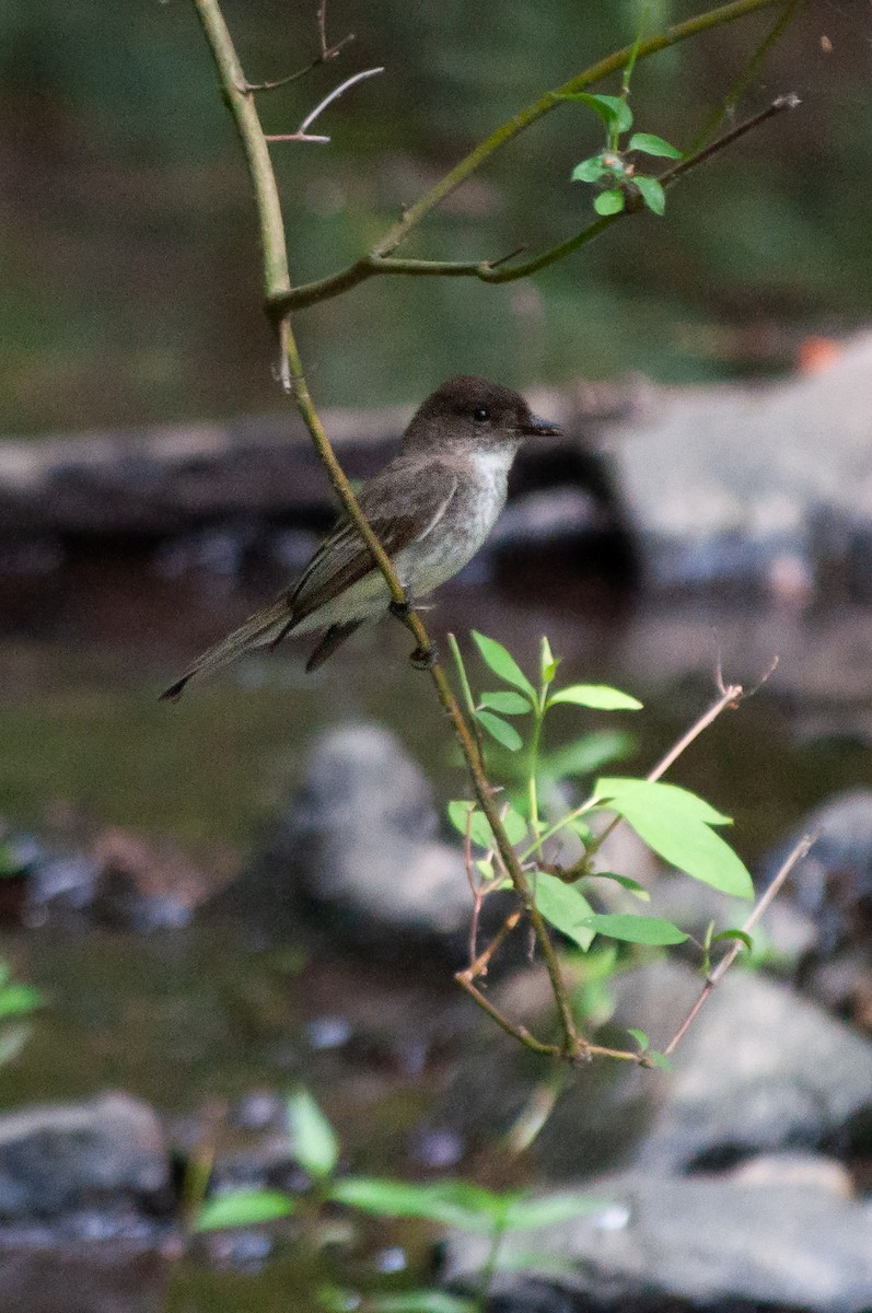 Eastern Phoebe - Bridget Frank