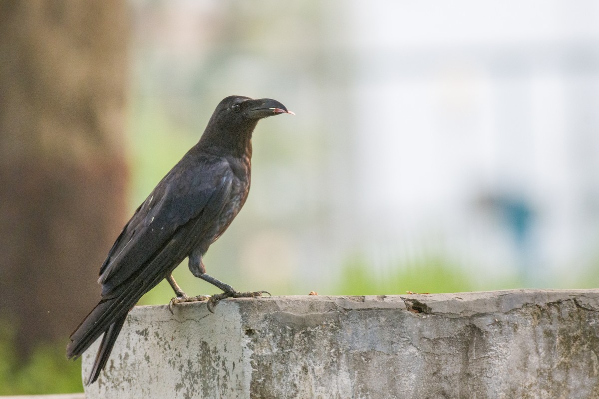 Corbeau à gros bec - ML588394431