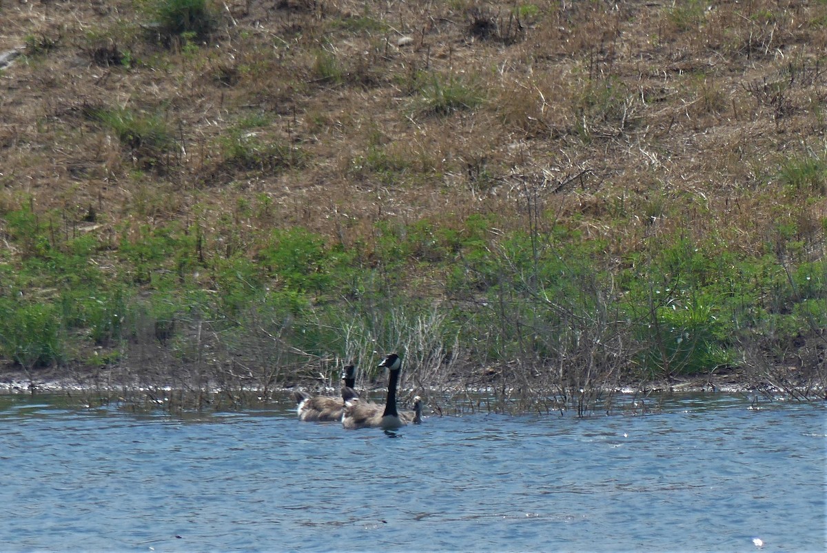 Canada Goose - ML588395481