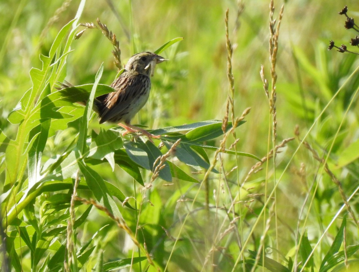 Henslow's Sparrow - Lin Johnston