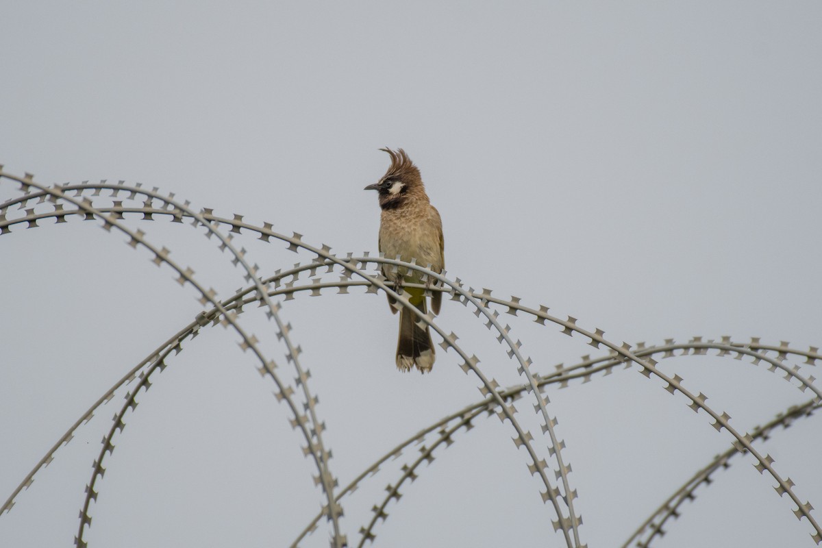 Himalayan Bulbul - 𝑆𝑜𝑛𝑎𝑚 𝑌𝑎𝑛𝑔𝑗𝑜𝑟