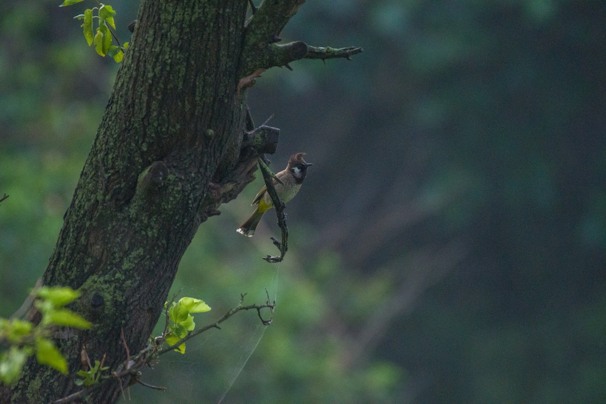 Himalayan Bulbul - ML588395531