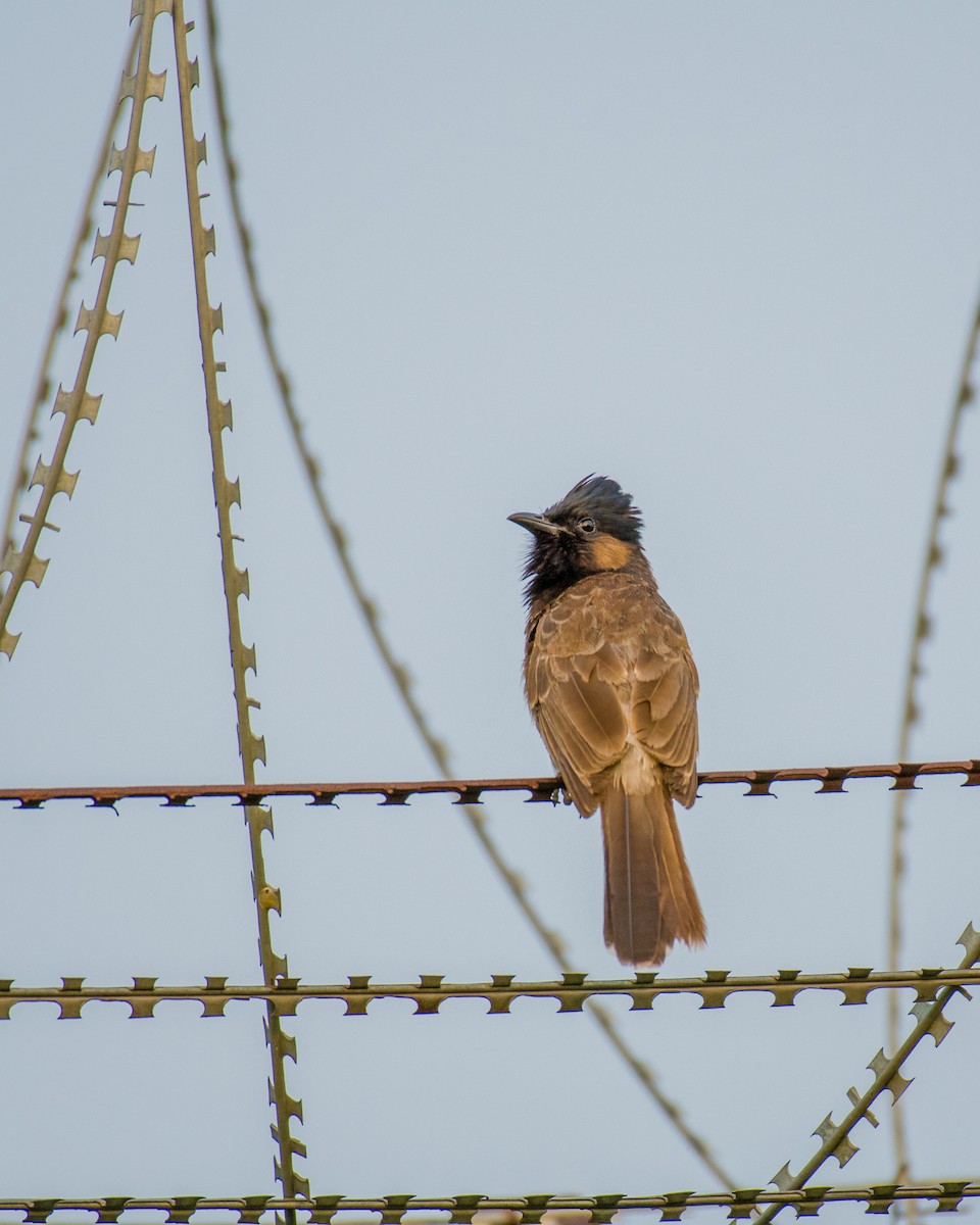 Bulbul à ventre rouge - ML588395841