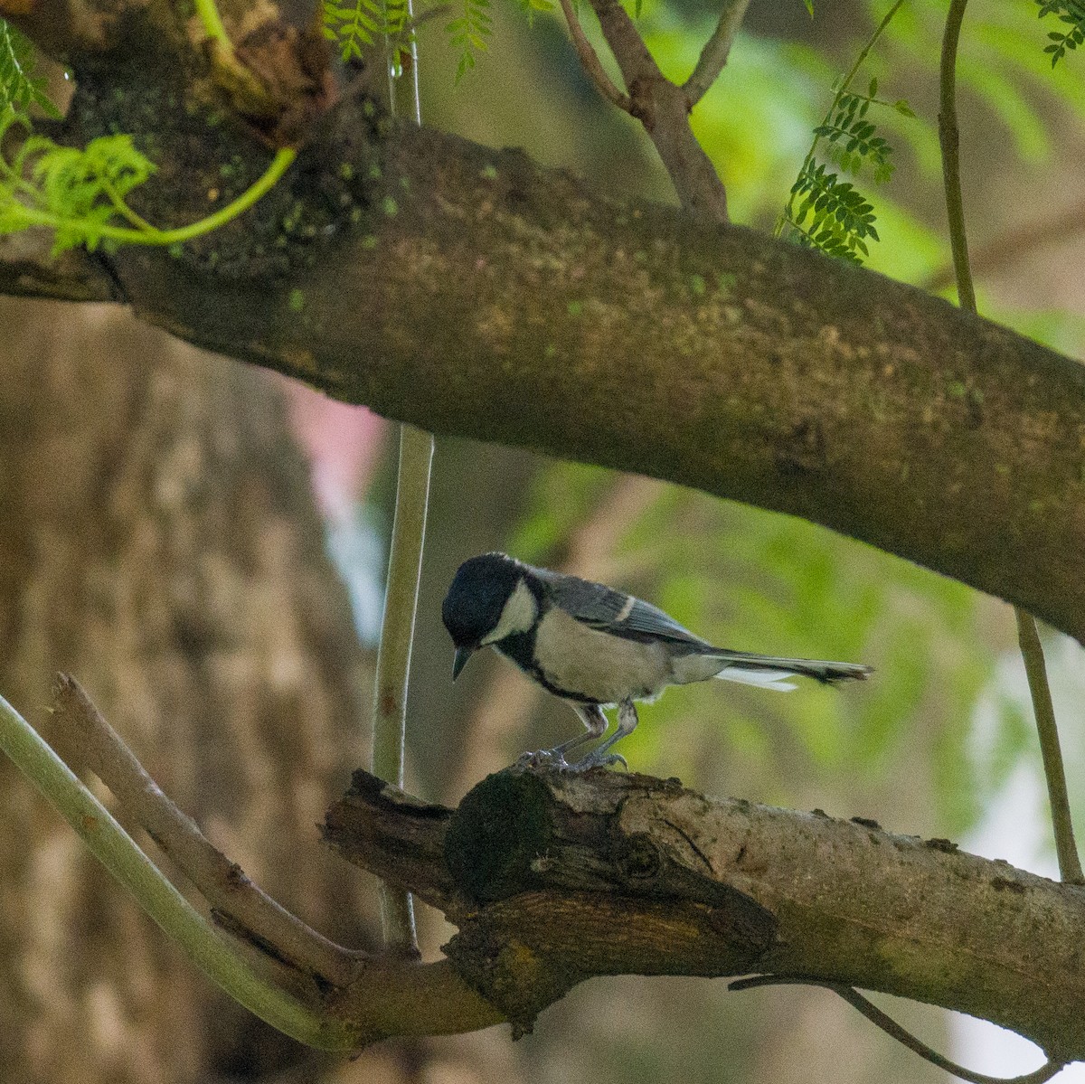 Cinereous Tit - ML588397011