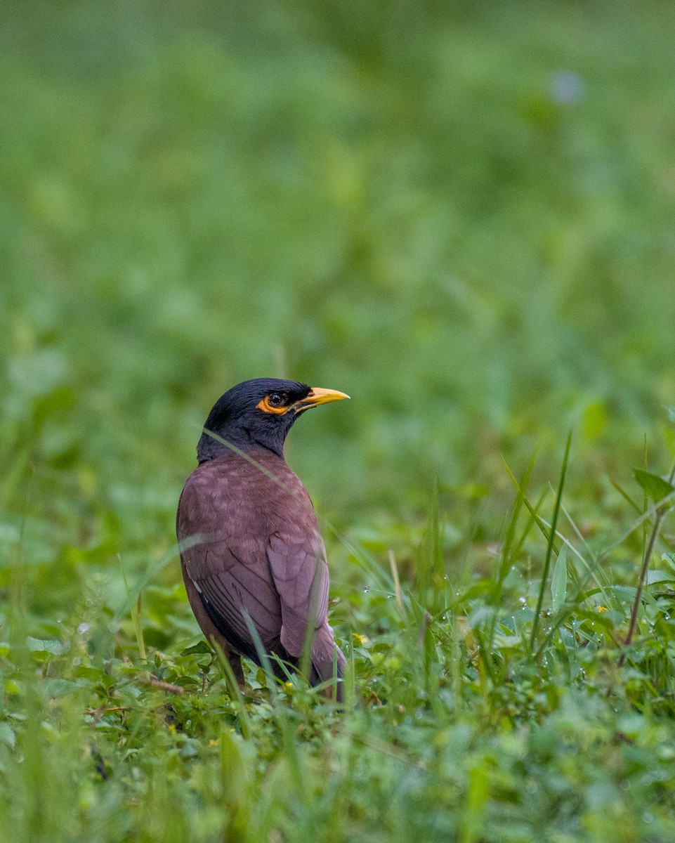 Common Myna - ML588397401