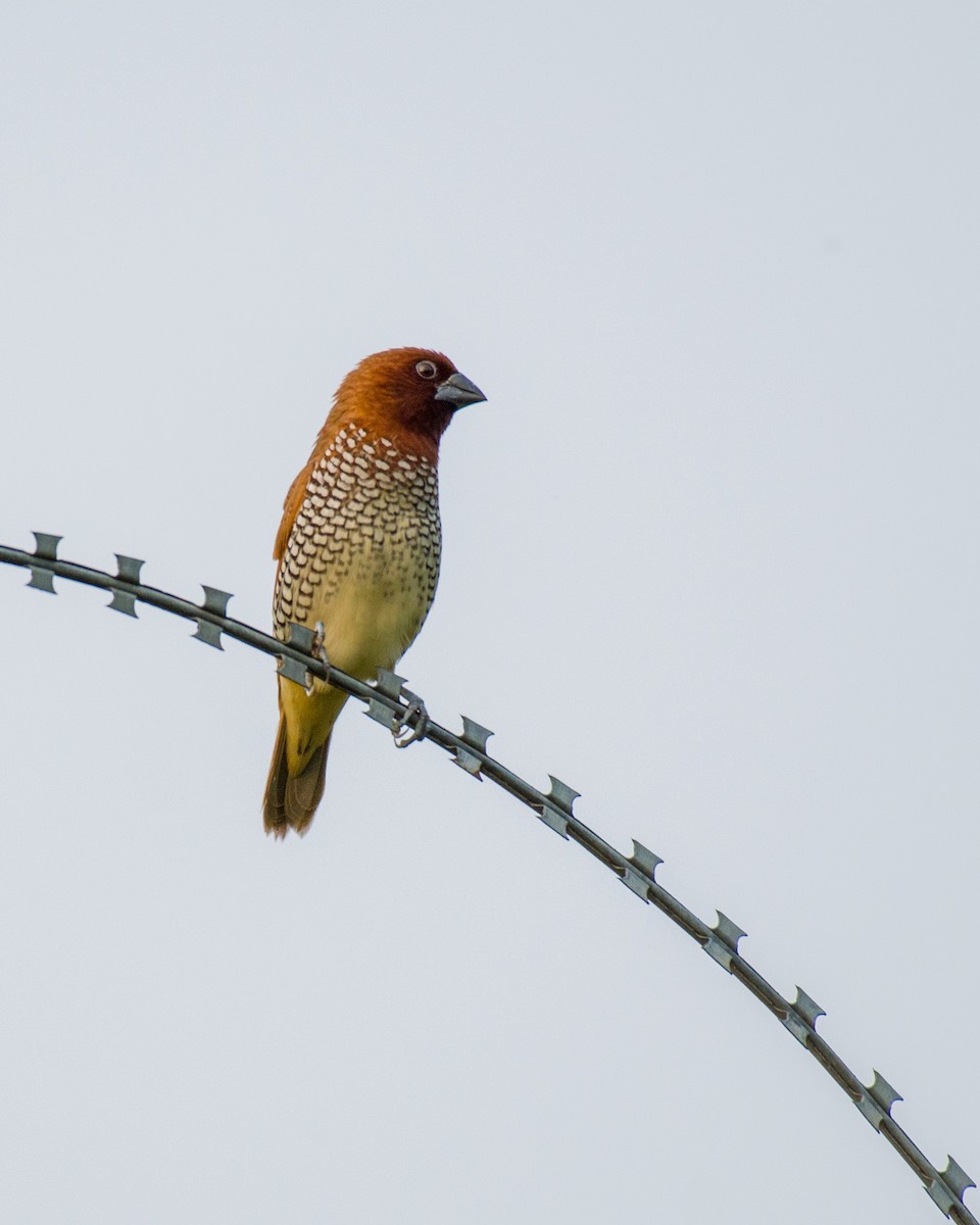 Scaly-breasted Munia - ML588397681