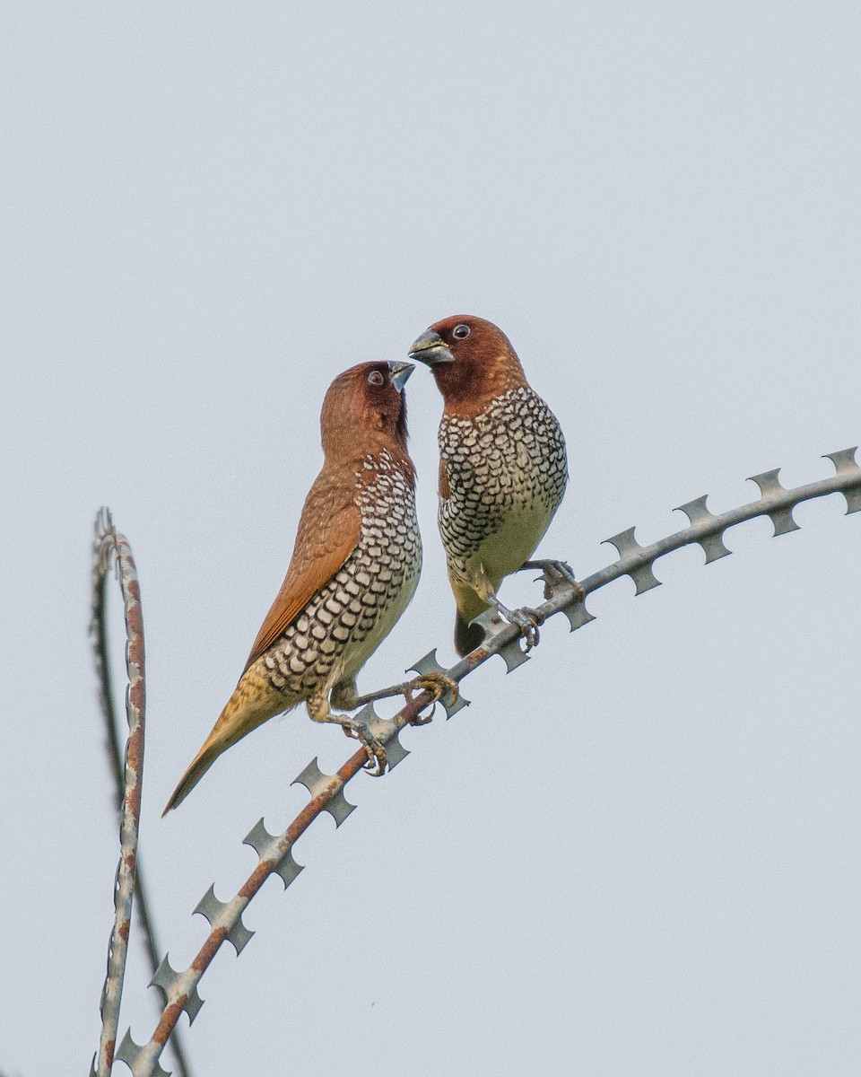 Scaly-breasted Munia - ML588397691