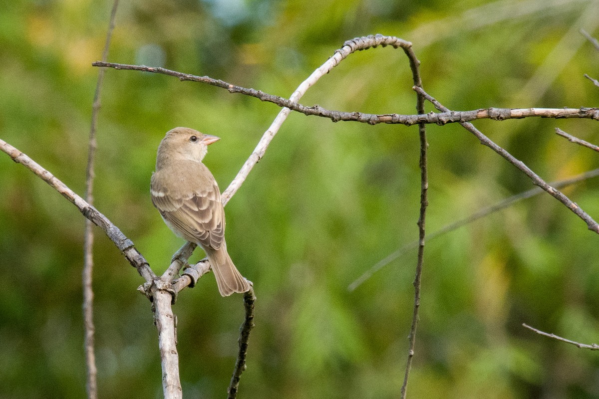 Yellow-throated Sparrow - ML588397771