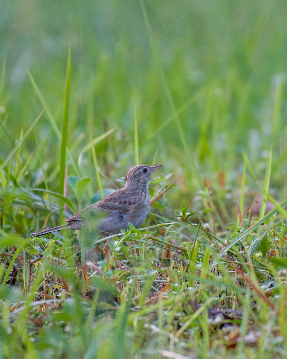 Paddyfield Pipit - ML588397861