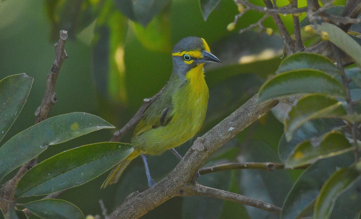 skiferkronevireo - ML588398661