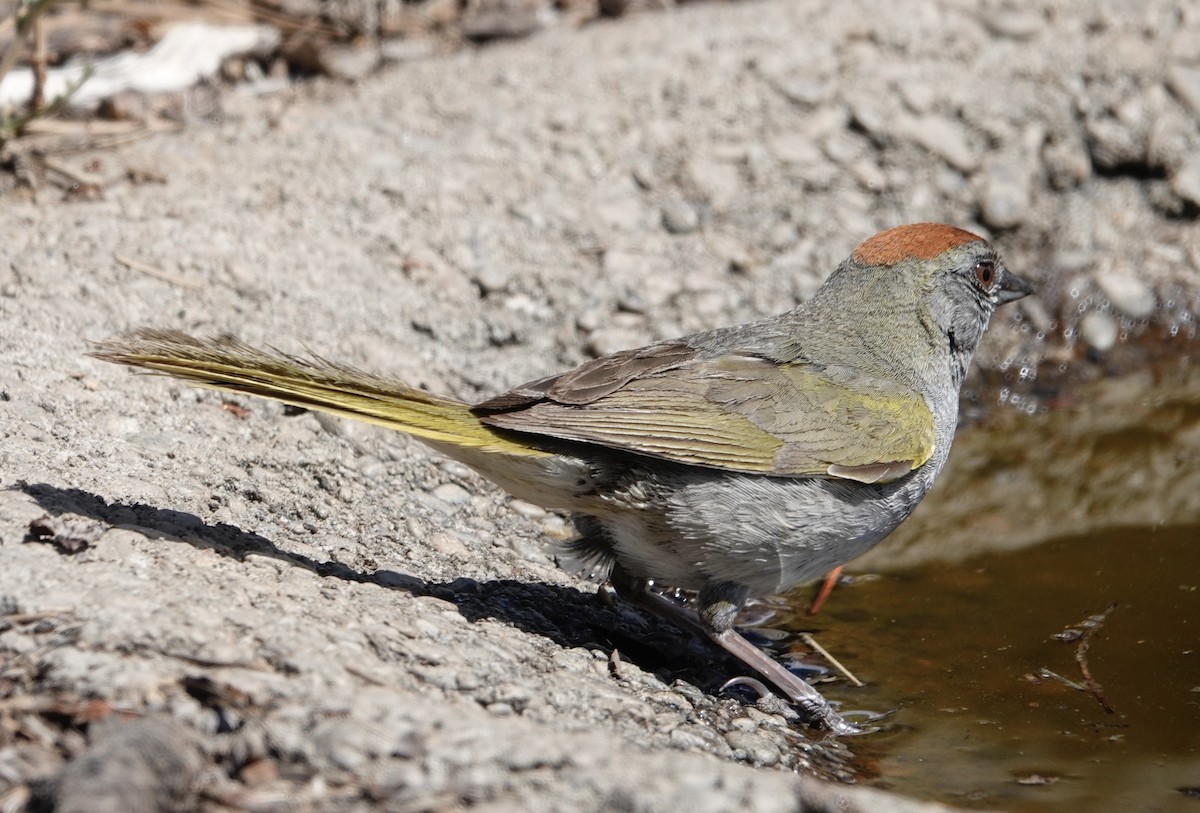 Green-tailed Towhee - ML588398801