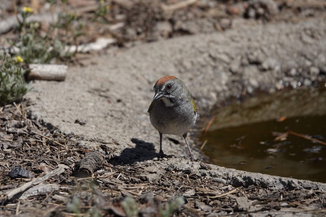 Green-tailed Towhee - Jill Punches