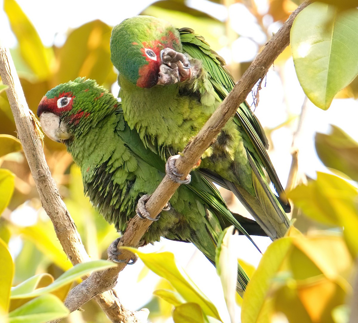 ベニガオメキシコインコ - ML588399581