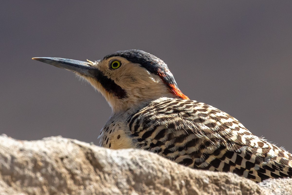 Andean Flicker - ML588400621