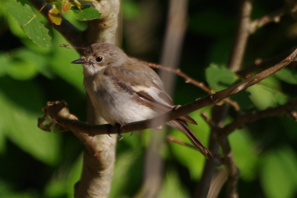 European Pied Flycatcher - Volker Heinrich