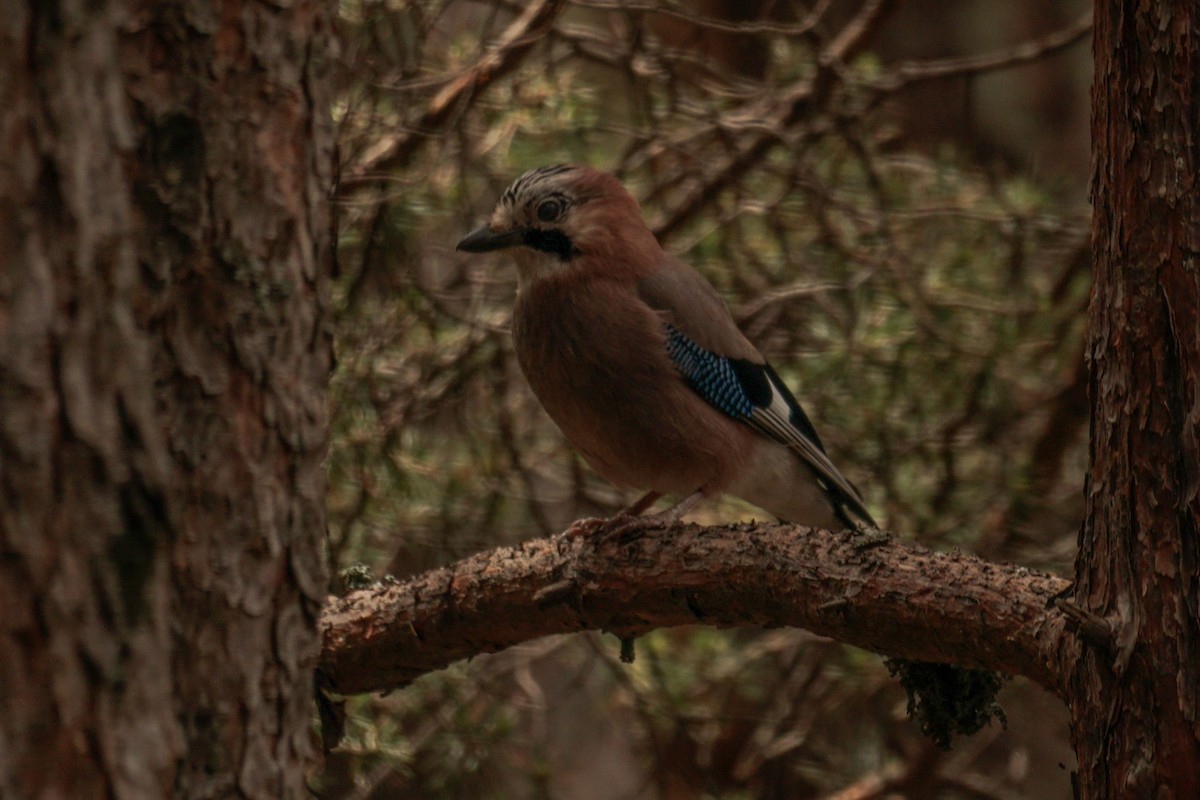 Eurasian Jay - ML588401501