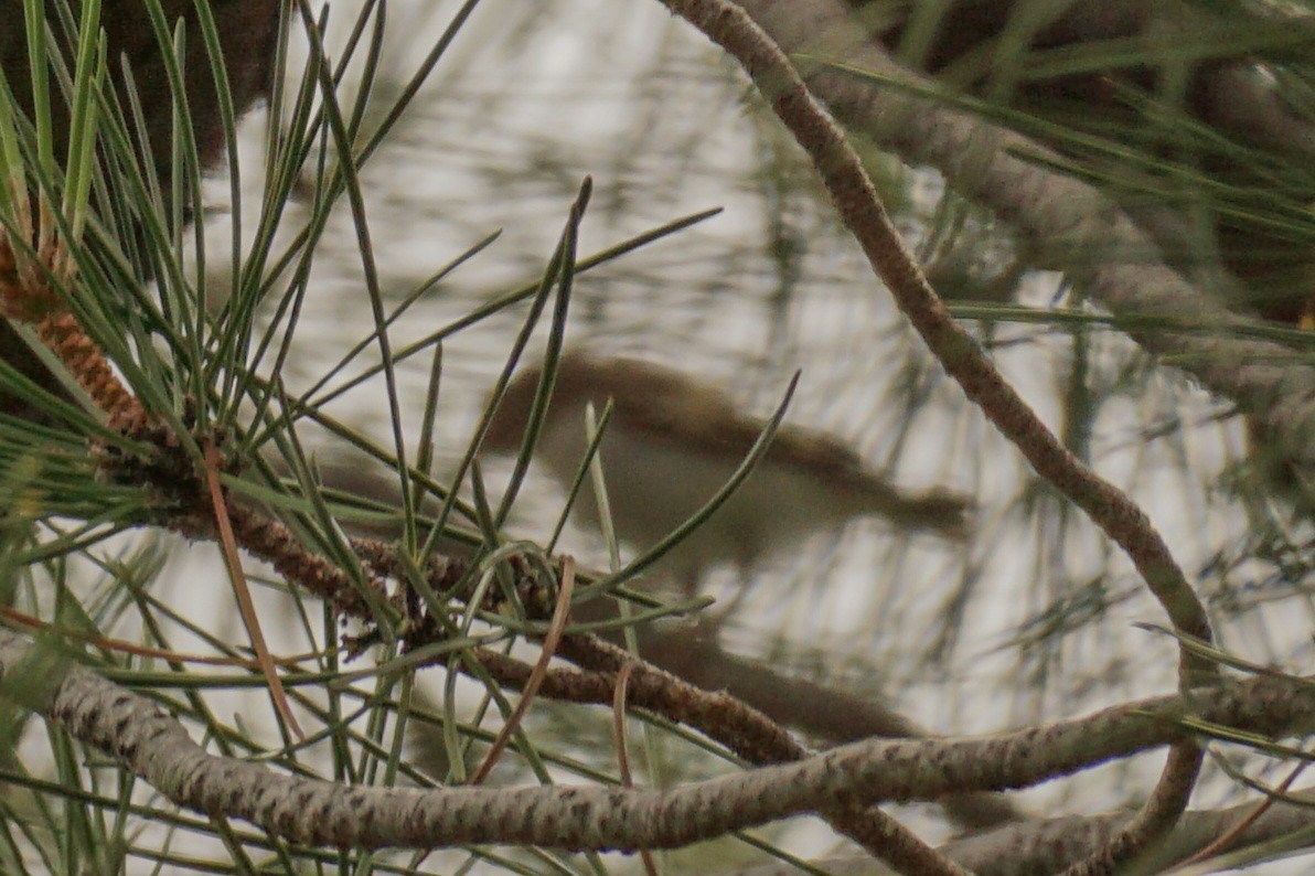 Western Bonelli's Warbler - ML588401551