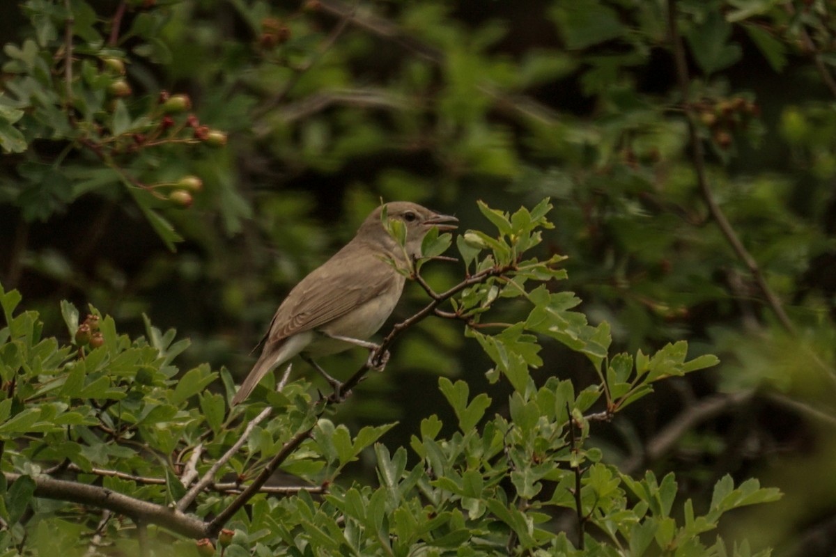 Garden Warbler - ML588401561